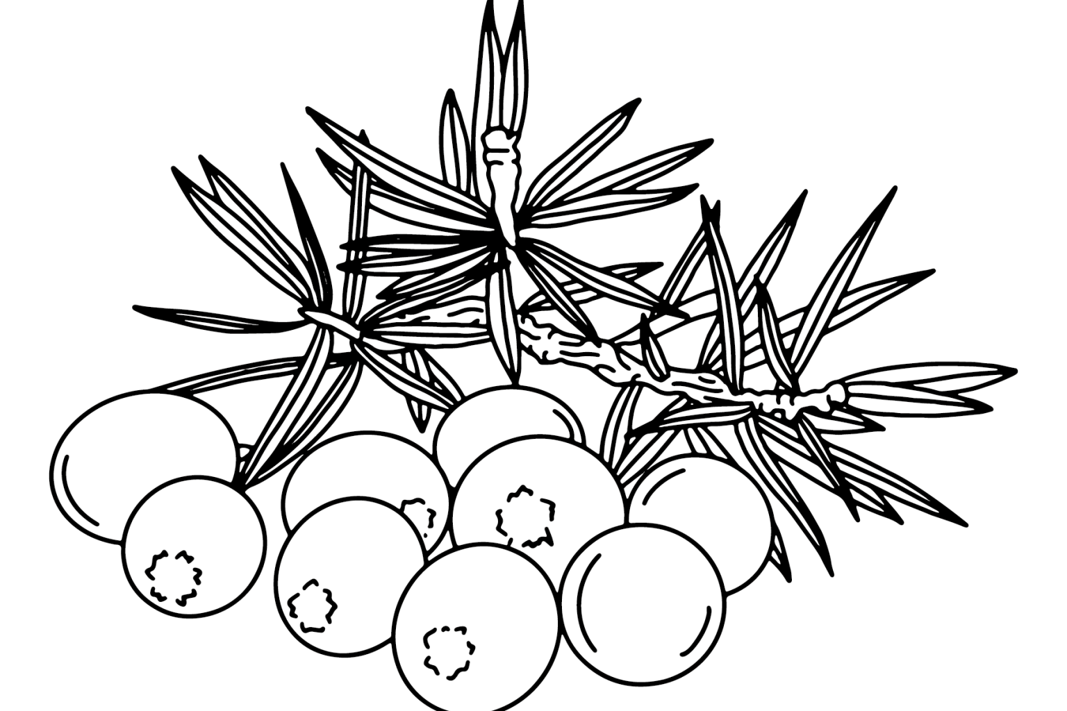 Vectordateien Needle Wacholder Sticker