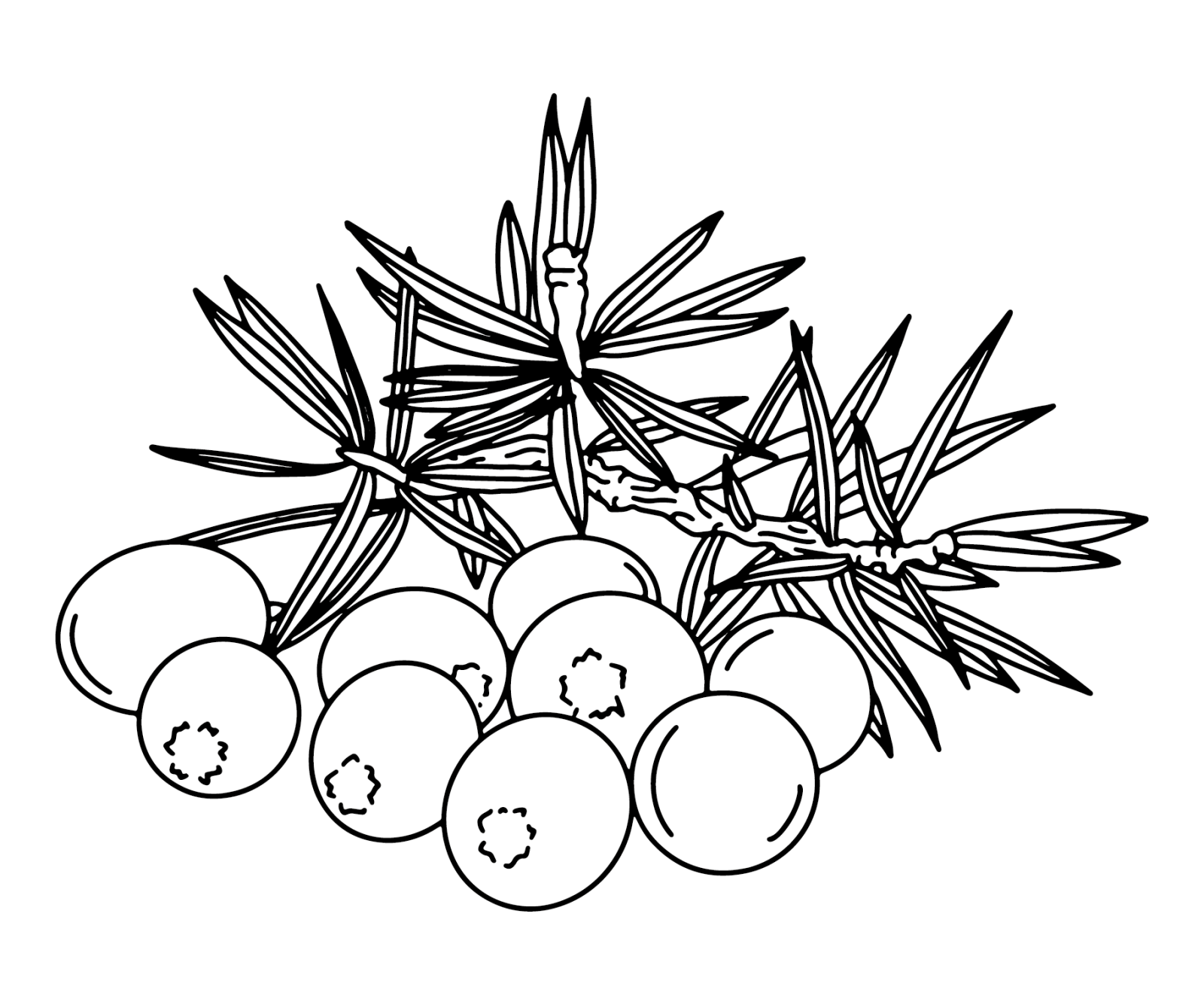 Vectordateien Needle Wacholder Sticker